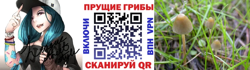 блэк спрут ссылки  Киренск  Галлюциногенные грибы Psilocybe  продажа наркотиков 